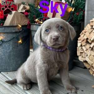 Sky, Silver Labrador Retriever Puppy